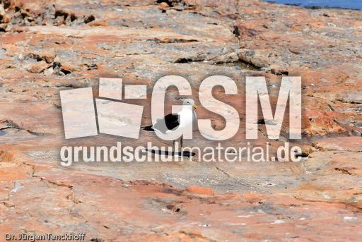 Mantelmöve (3 von 3).jpg